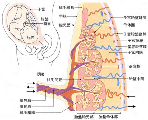 胎盤母體面|胎盤